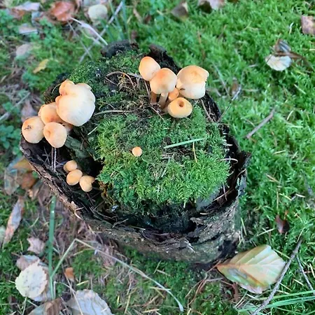 Sejtraek Appartement Tversted